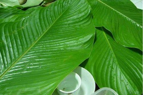 Giải rượu bằng lá dong cực kì hiệu quả