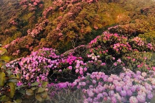 Mê mẩn ngắm hoa Đỗ Quyên nở rực trên đỉnh núi PuTaLeng