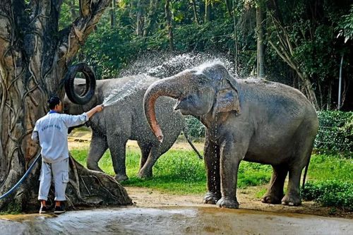 Có gì trong Thảo cầm viên Sài Gòn - vườn thú vừa tròn 160 tuổi?