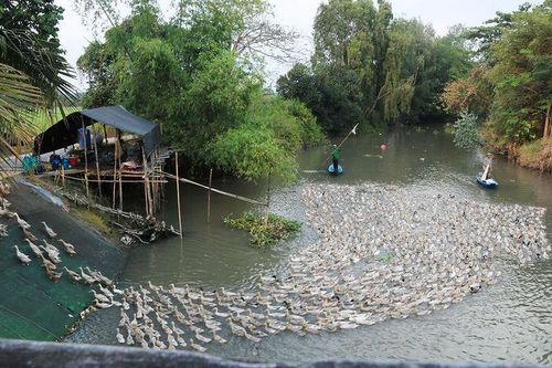 Qua phố chăn vịt