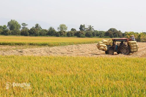 Đầu tư cho nông nghiệp, nông thôn 113 ngàn tỷ đồng