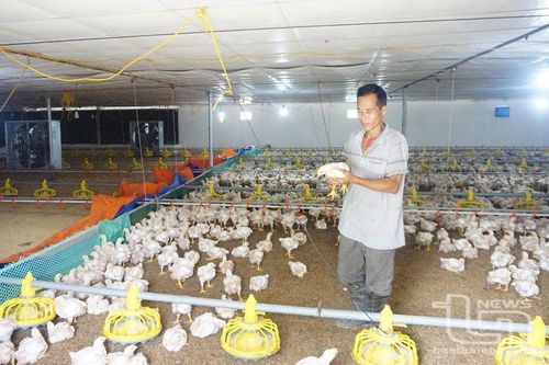 Bảo vệ môi trường để phát triển chăn nuôi bền vững