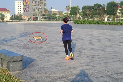 Chó thả rông rượt vận động viên tập luyện tại giải Vô địch Quốc gia marathon