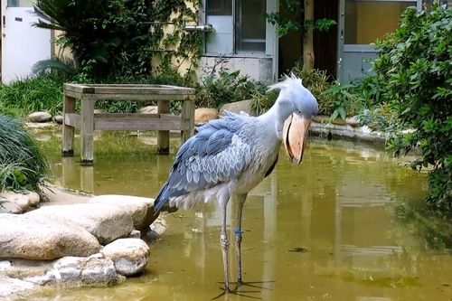 'Quái vật tiền sử' tiêu diệt con mồi trong nháy mắt