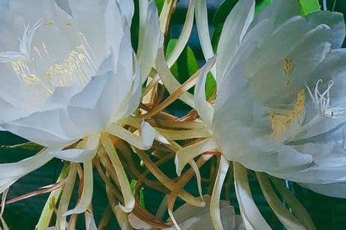 Loài hoa nở về đêm không chỉ thơm mà chế biến cách này vừa ngon vừa bổ phổi