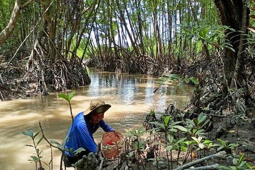 Mưu sinh giữa rừng ngập mặn
