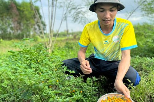 Khởi nghiệp từ nông nghiệp sạch