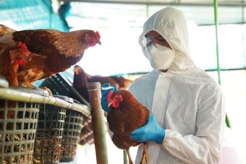 Virus A/H5N1 là chủng độc lực cao, dễ nhầm với cúm thông thường