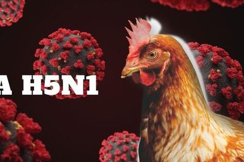 Ghi nhận bệnh nhân mắc cúm A (H5N1) thứ 2 kể từ năm 2014