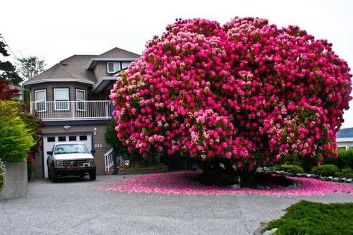 Chiêm ngưỡng loạt cây cổ thụ ra hoa đẹp nhất thế giới