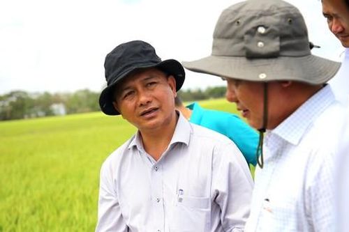 Khoảng 1.000 ha lúa ở Sóc Trăng bị ảnh hưởng do khô hạn, xâm nhập mặn
