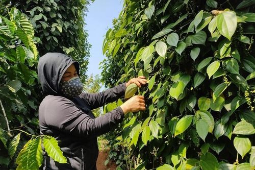 Xuất khẩu hồ tiêu sang thị trường Trung Quốc 'rơi tự do'