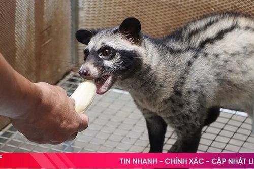 Nuôi chồn hương sinh sản, thu lời cả trăm triệu mỗi năm