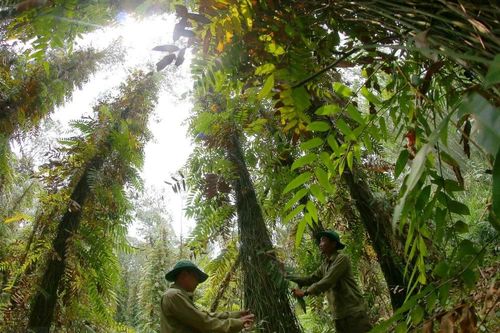 Bộ Nông nghiệp-Phát triển Nông thôn công bố hiện trạng rừng toàn quốc 2023