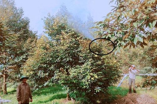 Anh nông dân nhẹ nhàng 'đút túi' gần 5 tỷ nhờ hái quả đặc sản trong vườn đi bán