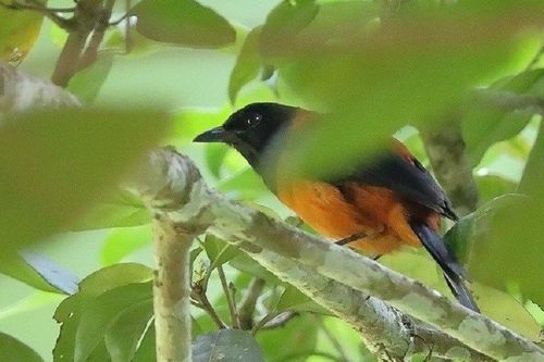 Loài chim duy nhất trên thế giới có độc, chạm nhẹ cũng có thể mất mạng