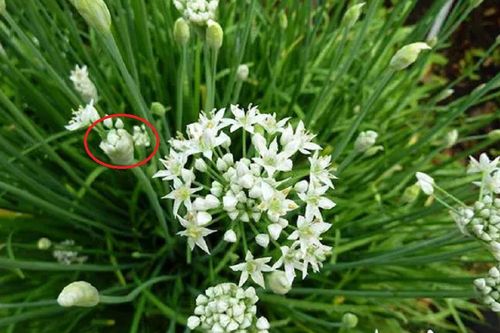 Loại rau rẻ bèo nhưng tốt ngang thịt bò, ai không biết quá đáng tiếc