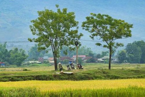 Truyện ngắn: Ủ vào bùn non