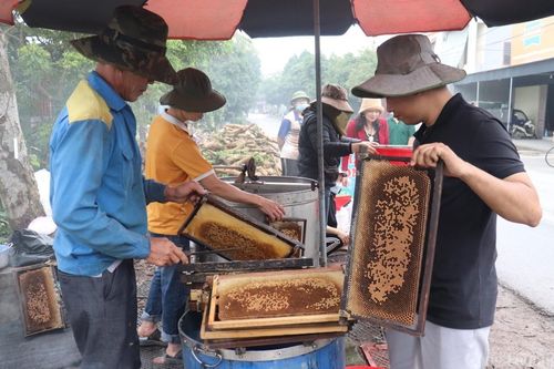 Về Thanh Hà xem nông dân thu hoạch mật ong hoa vải xuất khẩu sang Mỹ