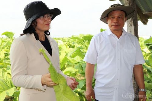 Ðầu tư phát triển bền vững vùng nguyên liệu thuốc lá tại Gia Lai