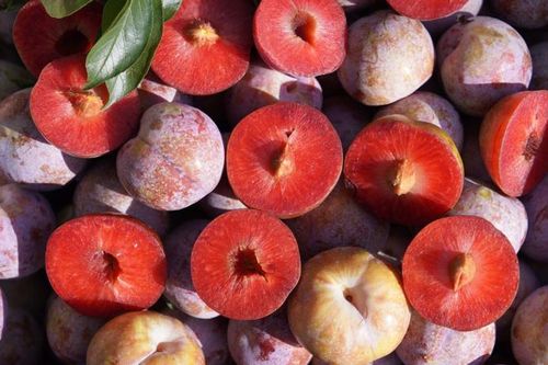 Mận hậu Sơn La: Đặc sản 'cháy hàng' ngay từ đầu mùa