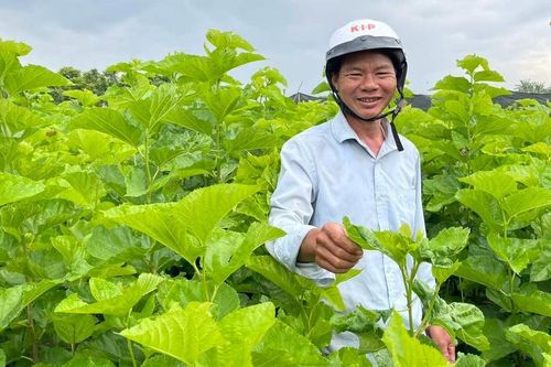 Ia Pa chuyển đổi cây trồng để nâng cao hiệu quả sản xuất