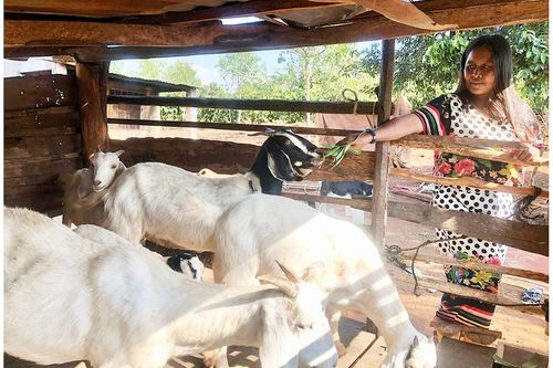 Chư Păh trao sinh kế giúp nông dân phát triển kinh tế