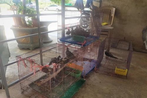 Nghi vấn chim hoang dã là nguồn lây khiến nam sinh mắc cúm A/H5