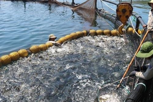 Nuôi biển đóng vai trò đặc biệt quan trọng trong phát triển kinh tế biển