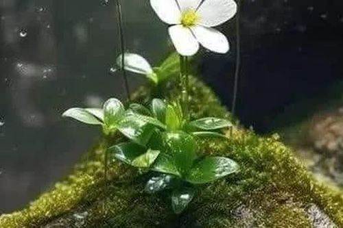 Tình mẹ con