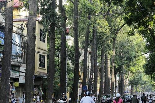 Tất tần tật về cây Sao Đen được trồng tại Việt Nam