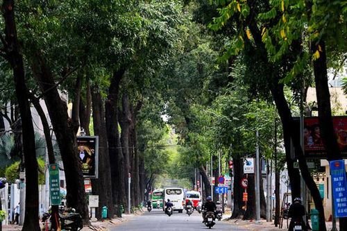 Cây Sao đen, loài cây gỗ bản địa đa tác dụng