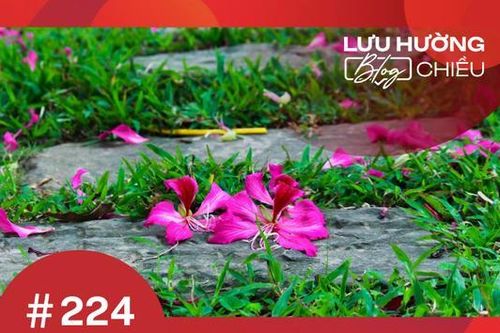 Bí ẩn rực rỡ của sự lụi tàn