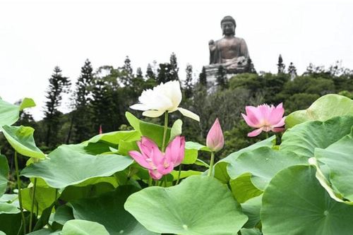 Tâm sen giữa đời