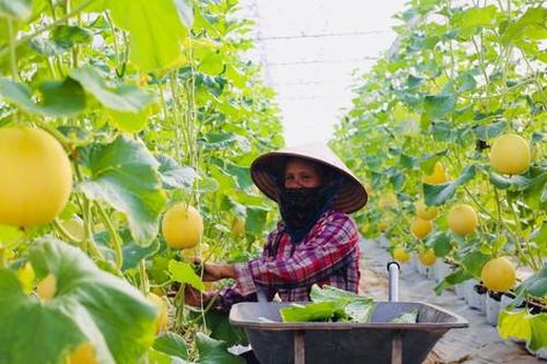 Thay đổi cách tiêu thụ nông sản qua sàn thương mại điện tử