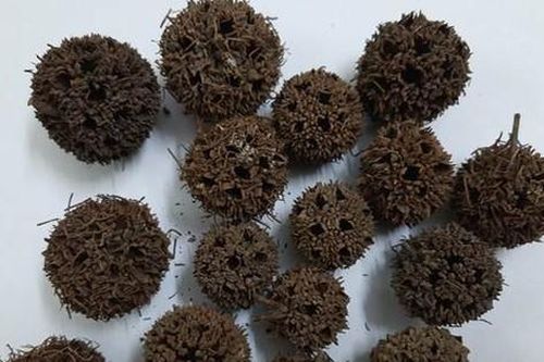 Bài thuốc chữa bệnh từ cây sau sau