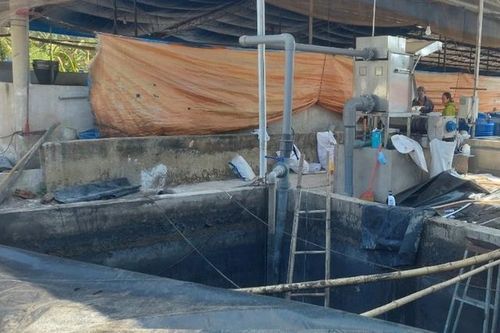 3 người tử vong trong trang trại chăn nuôi