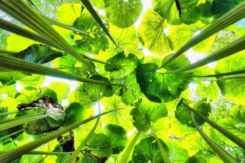 Vùng đất kỳ lạ khiến cây cối 'khổng lồ' như trong cổ tích
