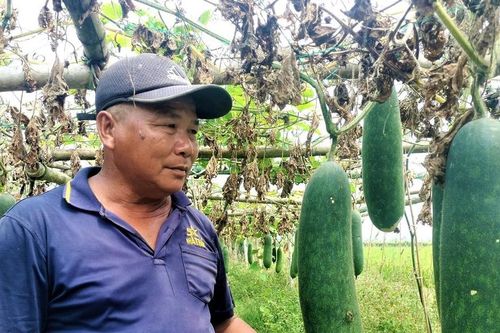 Quảng Nam: Người trồng lao đao vì bí đao rớt giá