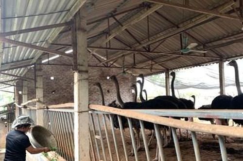 Nông dân xã Tản Lĩnh làm giàu từ nuôi đà điểu