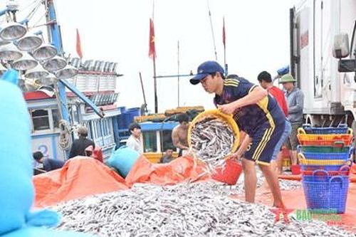 Quảng Bình: Ngư dân được mùa cá cơm