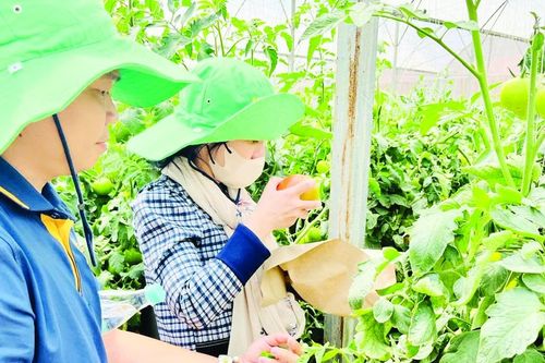 Kết nối, đưa nông sản an toàn về TPHCM
