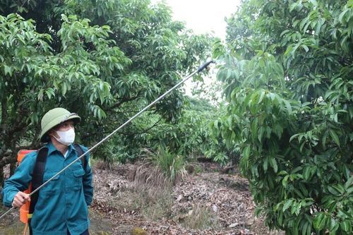Miền Bắc năm nay dự báo mất mùa vải thiều