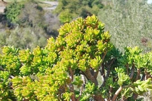 'Trong nhà có 3 cây cảnh, phú quý, phúc lộc theo về'