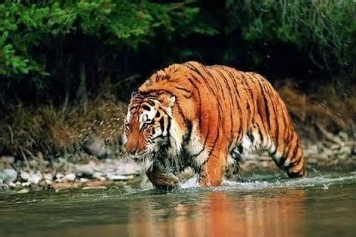 Indonesia nỗ lực và hy vọng loài hổ Java thực tế vẫn tồn tại trong tự nhiên