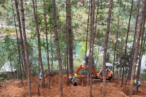 Hàng loạt cây thông bị lấp gốc, xén rễ tại điểm du lịch ở Đà Lạt