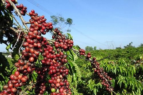Vì sao doanh nghiệp xuất khẩu thua lỗ khi giá cà phê lập đỉnh?