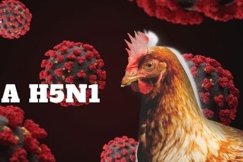 Chuyên gia đưa 3 khuyến cáo giúp phòng chống cúm A/H5N1