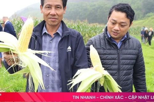 Ngô ngọt 'khoe' năng suất trên đất Hương Sơn