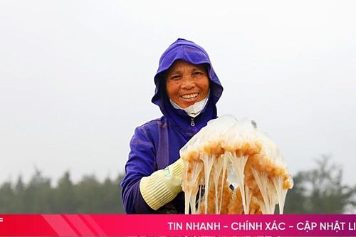Ngư dân Hà Tĩnh rộn ràng vào mùa sứa lá dung